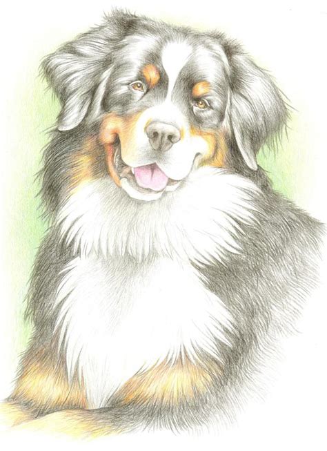 Pet Portrait Bayla Dog Sketch Dog Pencil Drawing Pets Drawing