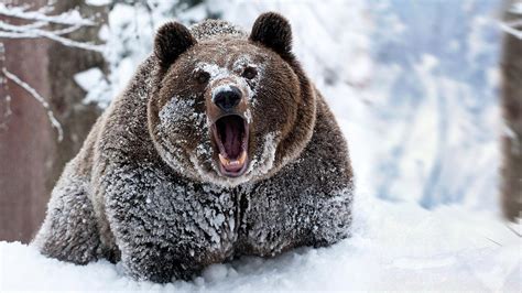See more ideas about bear, animals wild, animals beautiful. snow, Animals, Bears Wallpapers HD / Desktop and Mobile ...