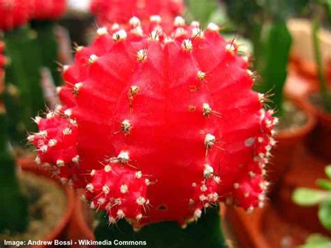 Cacti plants come in different colors, structures, and sizes. Moon Cactus Care: Guide For Growing Colorful Grafted Cactus