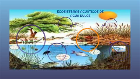 Ecosistemas Acu Ticos De Agua Dulce By Gerardo Quintero Buitrago On Prezi