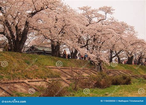 Kakunodate Akita Tohoku Japan Op 272018 April Het Wandelen Onder