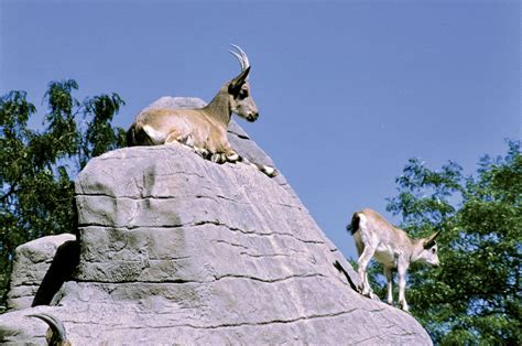 Mountain Goat Adaptations Habitat And Behavior Britannica