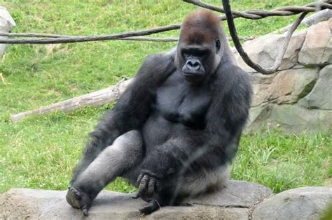 Gorillas are charismatic, intelligent, and in danger. Gorila occidental: el primate más grande del mundo - Mis ...