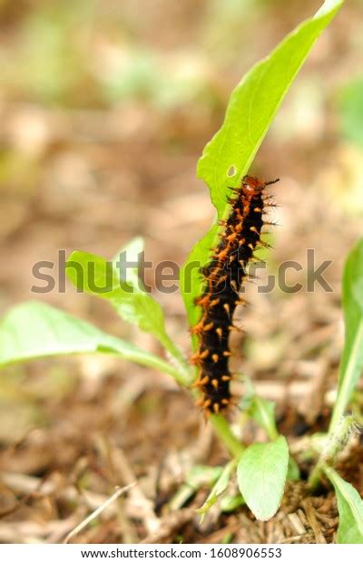 Fuzzy Black Caterpillar Orange Head Spikes Stock Photo 1608906553