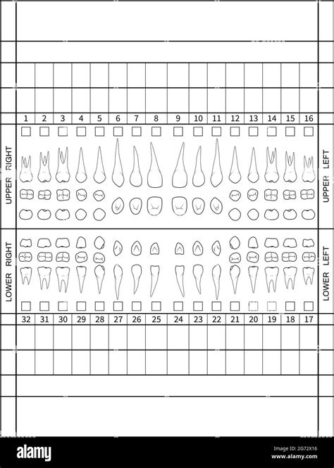 Dental Chart Human Teeth With Roots Numbering Chart For Adult Teeth
