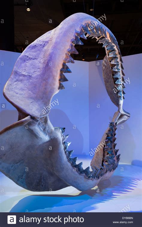 Megaselachus megalodon, carcharocles megalodon oder carcharodon megalodon) ist eine ausgestorbene haiart aus der familie der otodontidae oder möglicherweise der makrelenhaie (lamnidae). Une mâchoire de mégalodon fossile. L'âge du début du ...