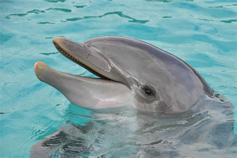 Dolphin Aquatic Animals Pictures