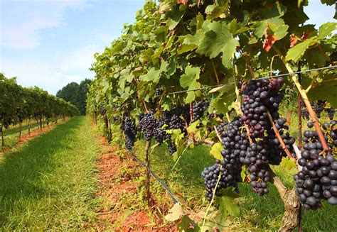 Raleigh Nc Wineries And Wine Shops