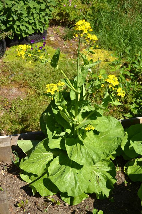 Check out our napa cabbage selection for the very best in unique or custom, handmade pieces from our gardening & plants shops. Bolted! - The Ravenna Girls