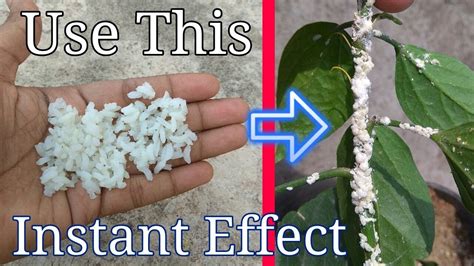 How To Get Rid Of White Mealybugs Using Organic Pesticide