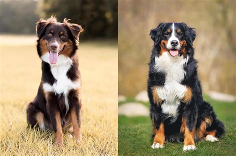 Do Bernese Mountain Dogs Drool A Lot