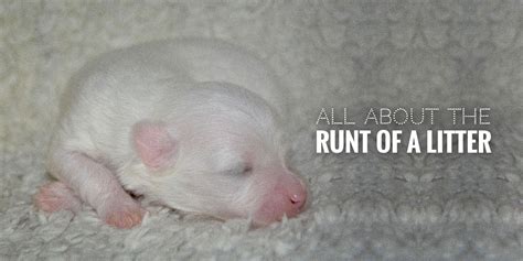 The Runt Of The Litter — Definition Health Implications And Faq