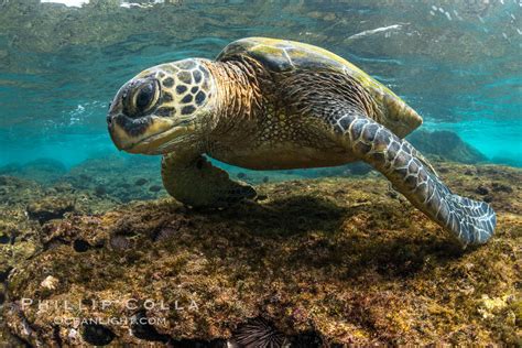 Green Sea Turtle Foraging For Algae On Coral Reef Chelonia Mydas Maui