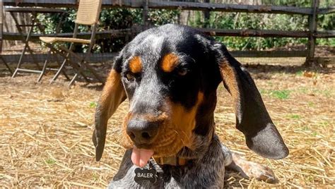 15 Reasons Why Coonhounds Are The Best Dogs Ever Page 4 Of 5 Pettime
