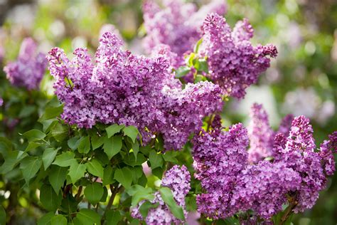 6 Lilac Facts That Will Surprise You | Lilac varieties, Purple flowering shrubs, Flowering shrubs