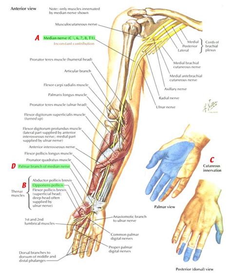 Advances In Resorbable Peripheral Axonal Nerve Guide Technology Home
