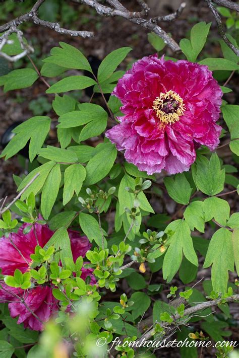 Learn How To Grow Tree Peonies That Will Add Huge Blooms To Your Shade