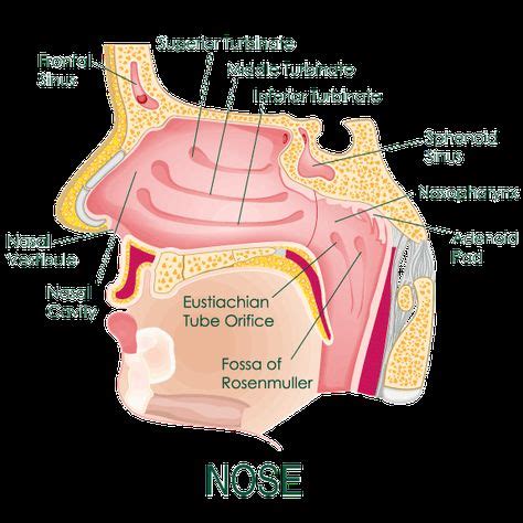 Sinus Ears Nose And Throat Anatomy
