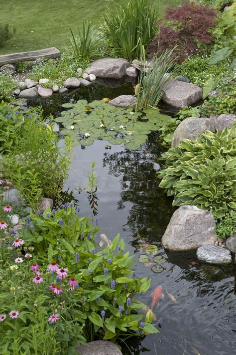 Select a location within the pond that receives direct sun, as this is required for the plant to thrive. Landscape Edging Ideas for Water Features | Aquascape, Inc. | Water gardens pond, Ponds backyard ...