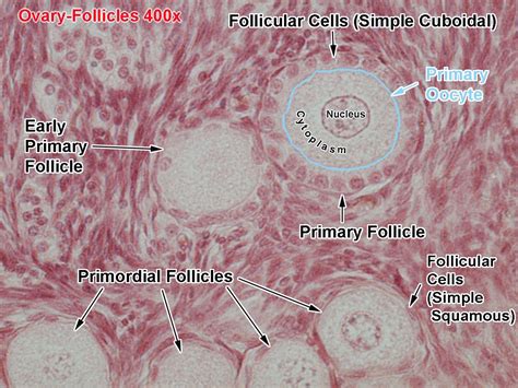 Ovarian Follicles Slide