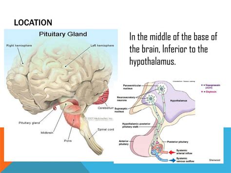 Ppt Pituitary Gland Powerpoint Presentation Free Download Id2616831