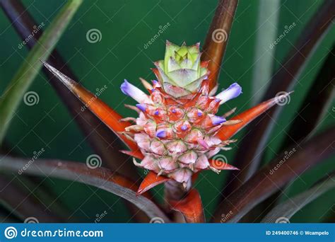 Ornamental Pineapple Inflorescence On Tropical Garden Rio Stock Photo