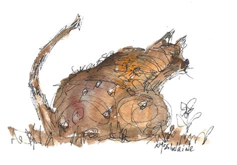 Kathleen Mcelwaine Art Studio 5 X 7 Scruffy Cat