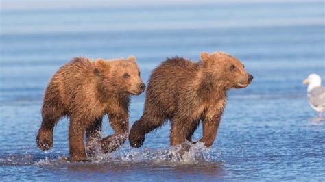 Alaska Grizzly Bear Expedition Youtube