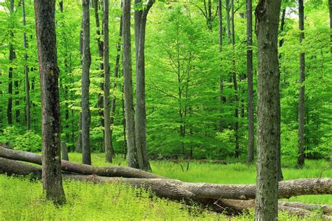 Free Images Tree Nature Wilderness Hiking Meadow Sunlight Leaf