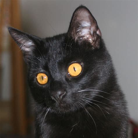 Bombay Cat One Of My Favorite Breeds Beautiful Eyes