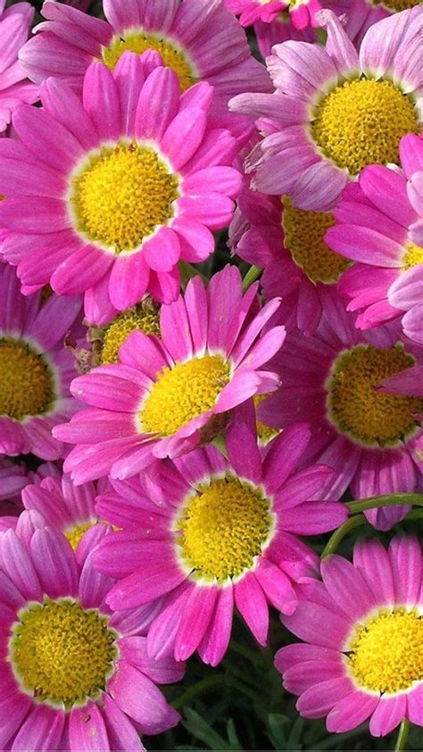 Beautiful Pink Marguerite Daisy Flowers In All Background