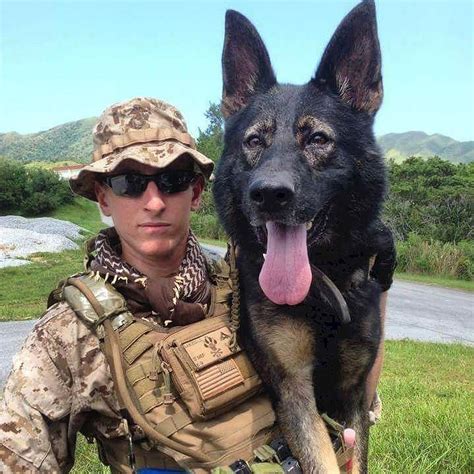 Big German Shepherd Military Dogs Military Service