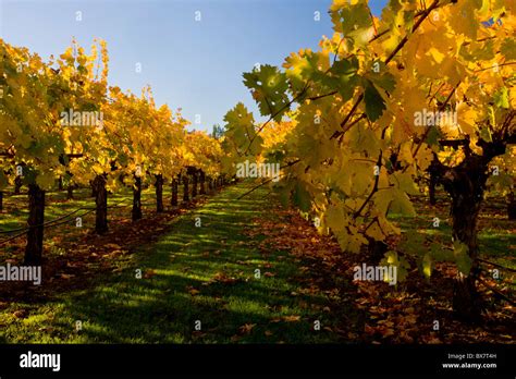Autumn Colour In The Napa Valley Vineyards California Stock Photo Alamy
