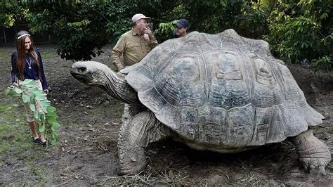 Most Amazing Biggest Turtles In The World Youtube
