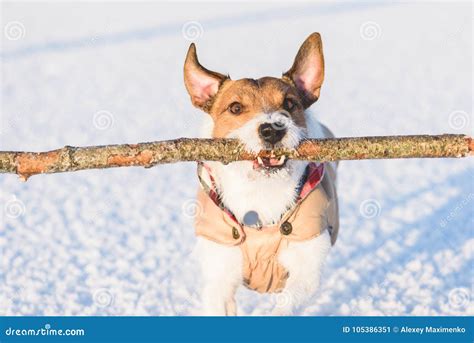 Dog Carrying In Mouth Big Wooden Stick Playing On Snow Stock Image