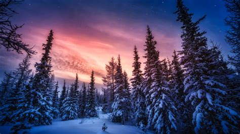 Beautiful Winter Scenery Background Frozen Spruce Trees During Sunset