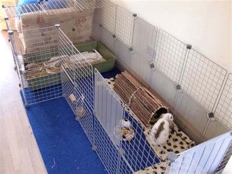Rabbit Indoor Play Pen Gallery Inspiration For Your Rabbit Housing