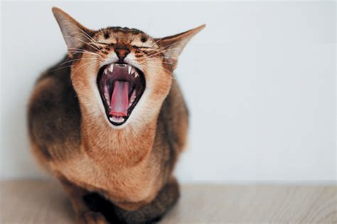 9 Weird Cat Sounds And What They Mean Catster