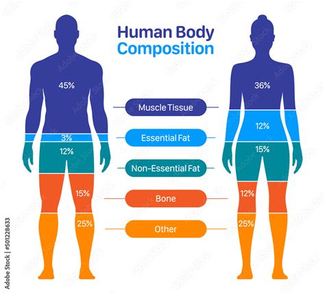 Comparison Of Healthy Male And Female Body Composition Human Body