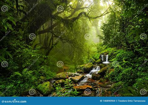 Asian Tropical Rainforest Stock Photo Image Of Outdoor 140890904