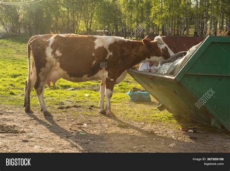 Cows Eat Plastic Image And Photo Free Trial Bigstock