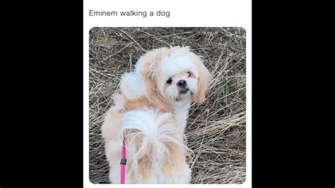 Eminem Walking A Dog Youtube
