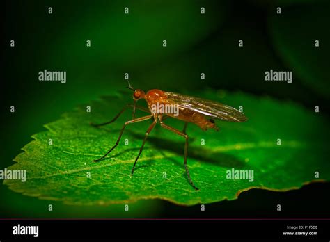 Mosquito Culicidae Stock Photo Alamy
