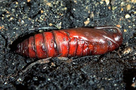 Carolina Sphinx Moth Pupa This Past Spring I Planted Some Flickr