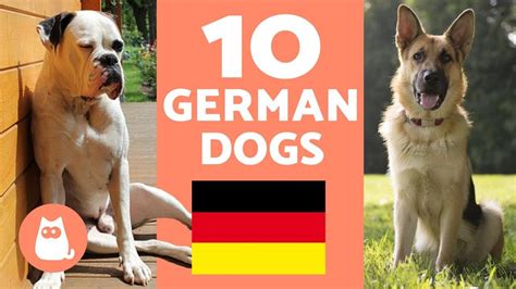 Top 10 Most Popular German Dog Breeds Youtube