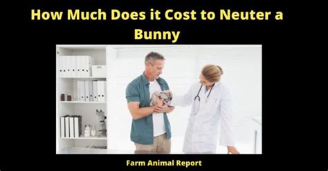 How Much Does It Cost To Neuter A Bunny