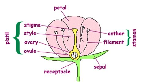 Getting To Know Plants Cbse Science Class 6 Chapter Wise Solved Qanda