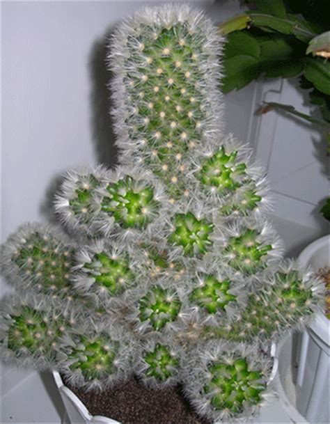 They store what water they do get, allowing them to survive droughts. Cactus Plants and Feng Shui Decorating