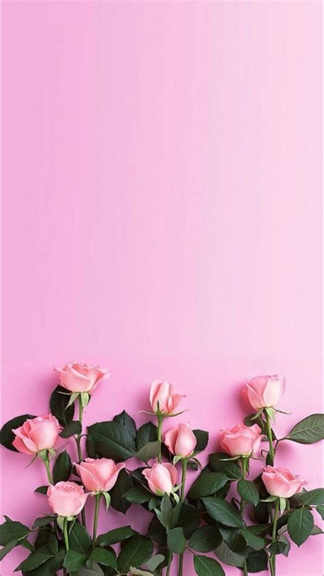 Pink Rose Iphone Wallpapers Wallpaper Cave