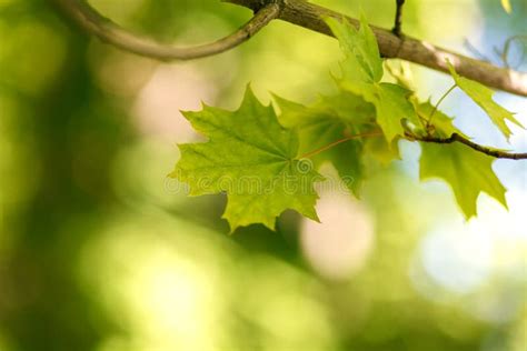 Branch With Green Maple Leaves Close Up Blurred Forest Background